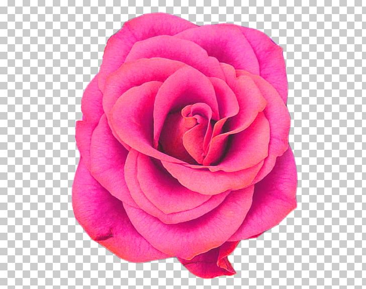 Facebook Rose Flower Blog PNG, Clipart, Beauty, Belle Fiori Ltd, Blog, China Rose, Closeup Free PNG Download