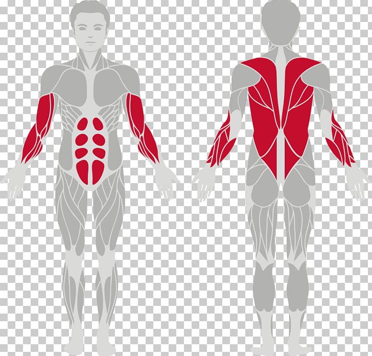 Muscular System Muscle Human Body Pull-up Exercise PNG, Clipart, Abdomen, Anatomy, Arm, Biceps, Costume Design Free PNG Download