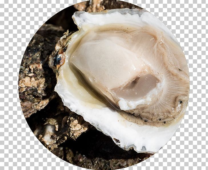 Oyster Clam Seafood Horticulture PNG, Clipart, Animal Source Foods, Canvas, Clam, Clams Oysters Mussels And Scallops, Drink Free PNG Download