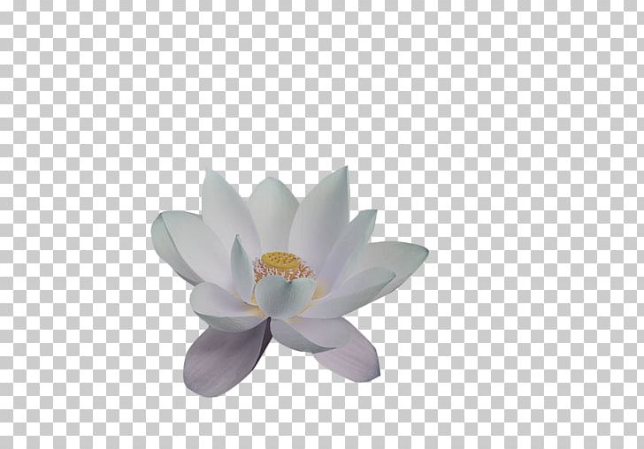 Petal Nelumbo Nucifera Lotus Effect Aquatic Plants PNG, Clipart, Aquatic Plant, Chinese, Chinese Style, Designer, Download Free PNG Download