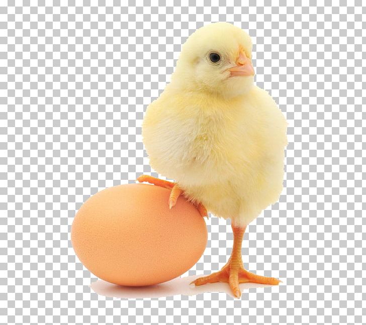 Plymouth Rock Chicken Lohmann Brown Orpington Chicken Organic Food Egg PNG, Clipart, Animals, Beak, Bird, Chick, Chicken Free PNG Download