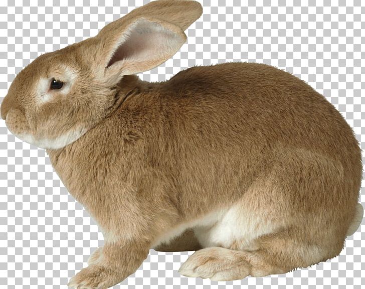 Easter Bunny Rabbit Hare PNG, Clipart, Angel Bunny, Animals, Computer Icons, Cottontail Rabbit, Desktop Wallpaper Free PNG Download