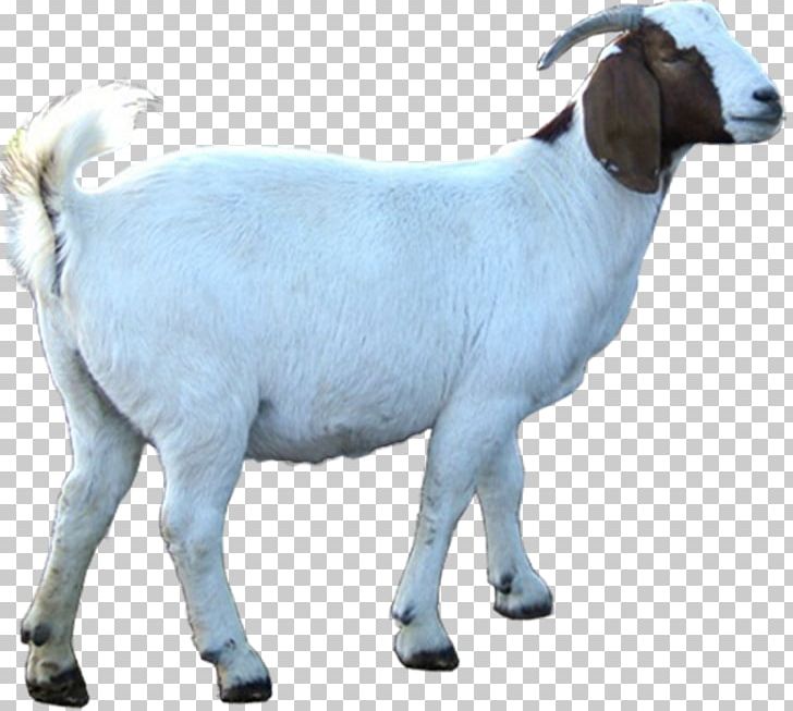 Eid Al-Adha Qurbani Aqiqah Islam Allah PNG, Clipart, Abraham, Allah, Aqiqah, Cow Goat Family, Eid Aladha Free PNG Download