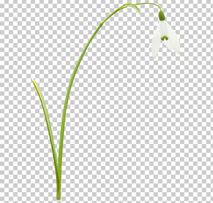 Grasses Leaf Plant Stem Petal PNG, Clipart, Duck, Family, Flora, Flower, Flowering Plant Free PNG Download