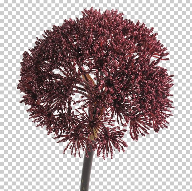 Plant Burgundy Tree Twig Maroon PNG, Clipart, Abigail Ahern, Branch, Burgundy, Flower, Food Drinks Free PNG Download
