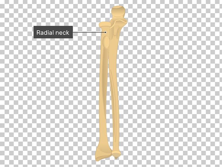 Ulnar Styloid Process Olecranon Radial Styloid Process Radius PNG, Clipart, Anatomy, Angle, Bone, Coracoid Process, Distal Radius Fracture Free PNG Download