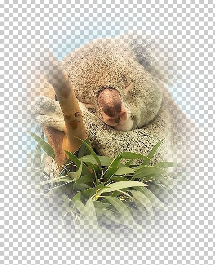 Baby Koala Animal Marsupial Wildlife PNG, Clipart, Animal, Beautiful Flower Picture, Decorative, Fauna Of Australia, Floral Free PNG Download