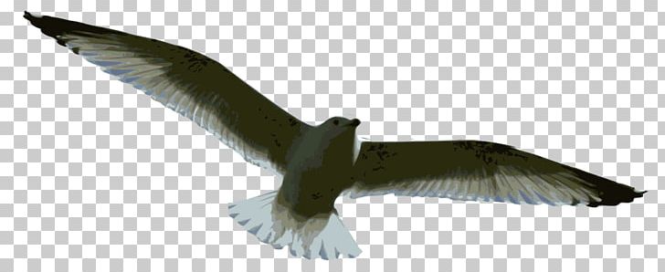 Bird Gulls Flight Drawing PNG, Clipart, Accipitridae, Animal, Animals, Beak, Bird Free PNG Download