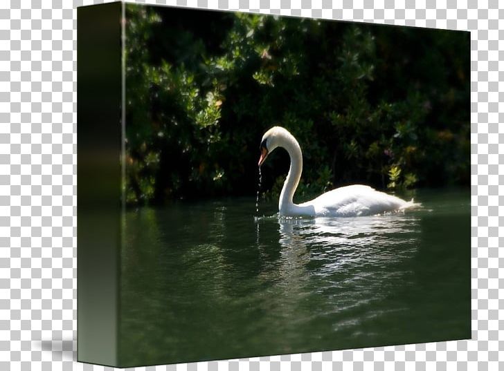 Cygnini Pond Fauna Water Beak PNG, Clipart, Bathing Beauty, Beak, Bird, Cygnini, Ducks Geese And Swans Free PNG Download