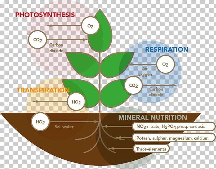 Plant Nutrition Respiració Vegetal Stimulation Respiration PNG, Clipart, Aquatic Plants, Area, Biostimulant, Brand, Breathing Free PNG Download