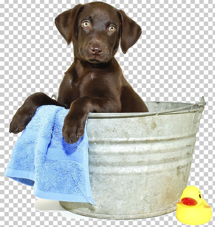 Labrador Retriever Puppy Three Dog Bakery Overland Park Maltese Dog Rottweiler PNG, Clipart, Bathing, Bathtub, Breed Standard, Carnivoran, Companion Dog Free PNG Download