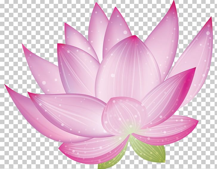 Nelumbo Nucifera Flower PNG, Clipart, Aquatic Plant, Computer Icons, Computer Wallpaper, Drawing, Flower Free PNG Download