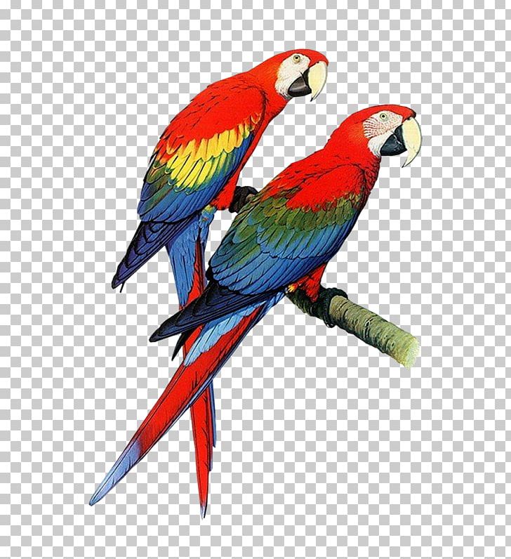 Parrot Bird Pet PNG, Clipart, Amazoncom, Animals, Beak, Bird, Birds Free PNG Download