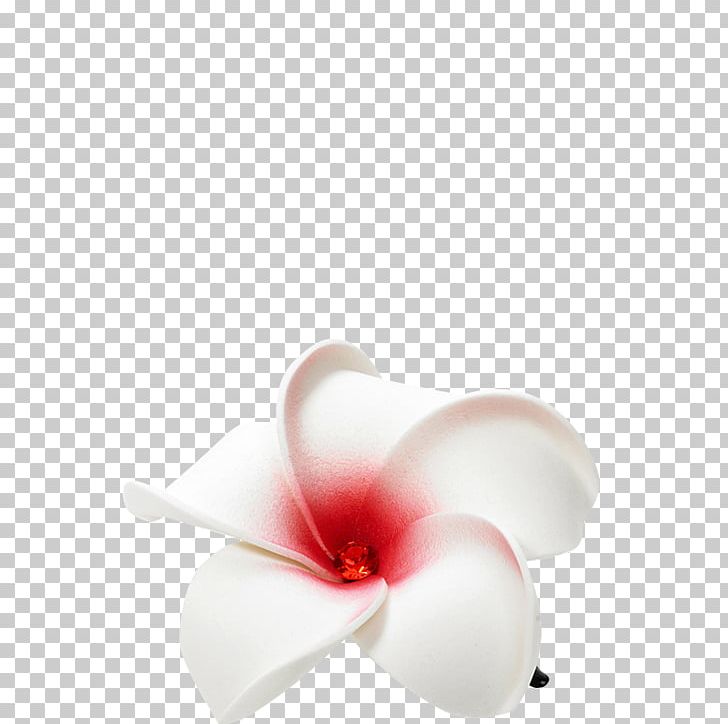 Still Life Photography Petal Cut Flowers Moth Orchids PNG, Clipart, Art, Cut Flowers, Design, Flower, Frangipani Tree Free PNG Download