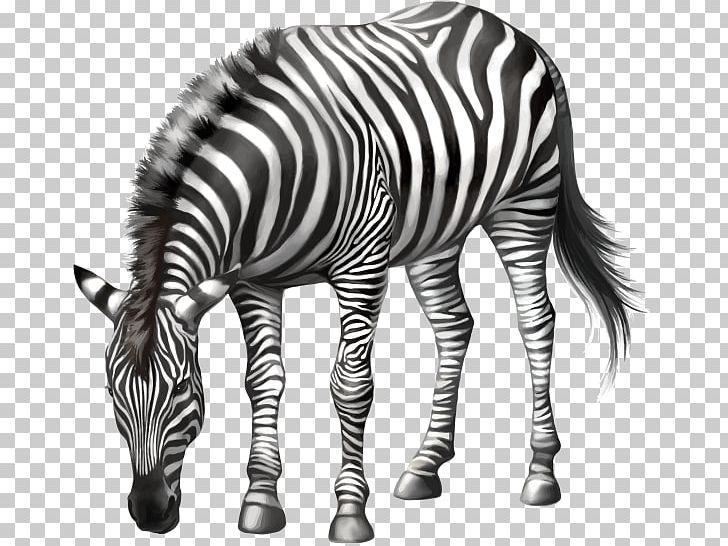 Horse Zebra Stock Photography PNG, Clipart,  Free PNG Download