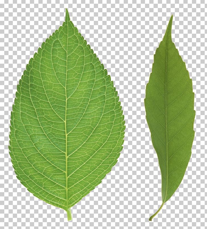 Leaf PNG, Clipart, Art Green, Autumn Leaf Color, Blue, Clip Art, Clipping Path Free PNG Download