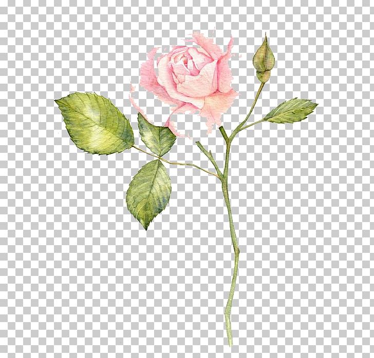 Watercolour Flowers Garden Roses Watercolor Painting PNG, Clipart, Art, Botanical Illustration, Branch, Canvas, Cartoon Free PNG Download