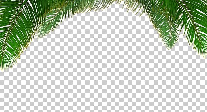 Arecaceae Tree Euclidean Leaf PNG, Clipart, Arecales, Autumn Tree, Beach, Branch, Christmas Tree Free PNG Download
