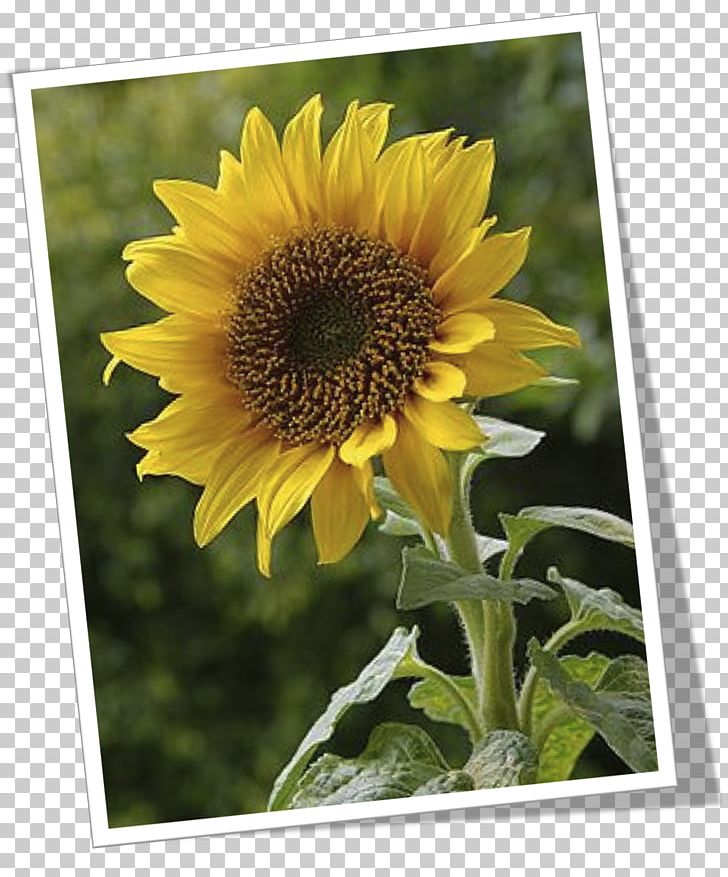Common Sunflower Daisy Family Seed Common Daisy PNG, Clipart, Annual Plant, Asterales, Common Daisy, Common Sunflower, Daisy Family Free PNG Download