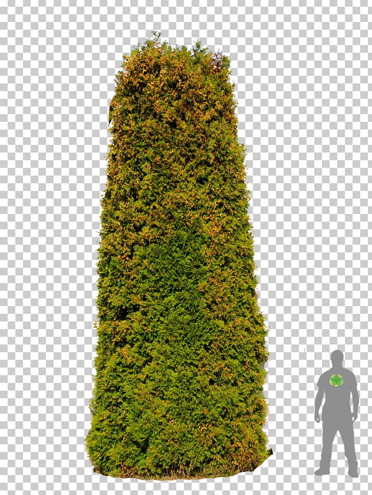 Spruce English Yew Fir Evergreen Cypress PNG, Clipart, Biome, Christmas, Christmas Tree, Conifer, Cypress Free PNG Download