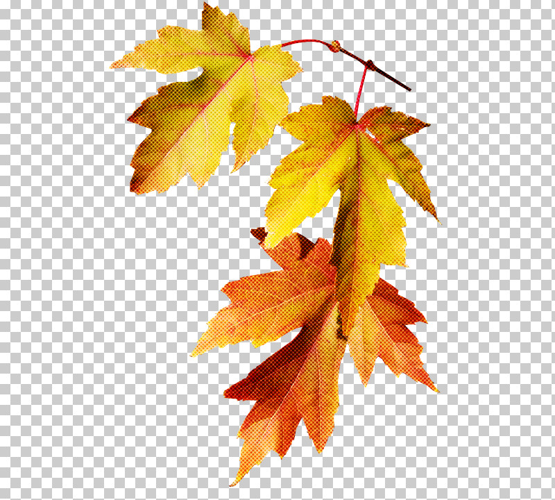 Maple Leaf PNG, Clipart, Autumn, Beech, Black Maple, Branch, Deciduous Free PNG Download