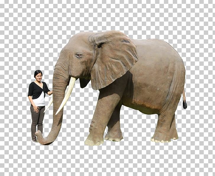 African Elephant Indian Elephant Tusk Polar Bear PNG, Clipart, African Elephant, Animal, Animals, Bear, Elefantes Free PNG Download