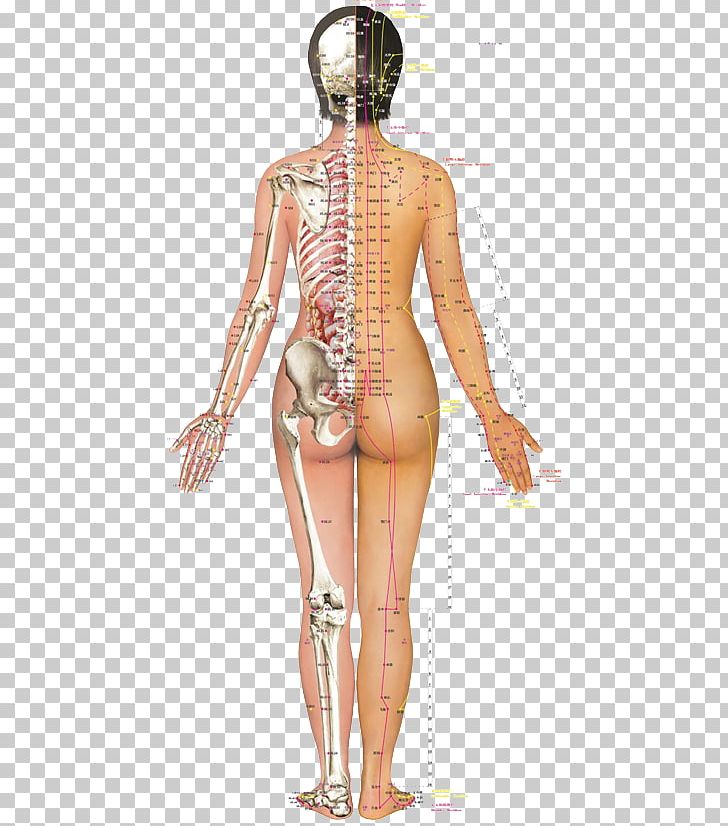 Back Pain Acupuncture Acupressure Myofascial Trigger Point Meridian PNG, Clipart, Abdomen, Ache, Arm, Costume Design, Human Free PNG Download