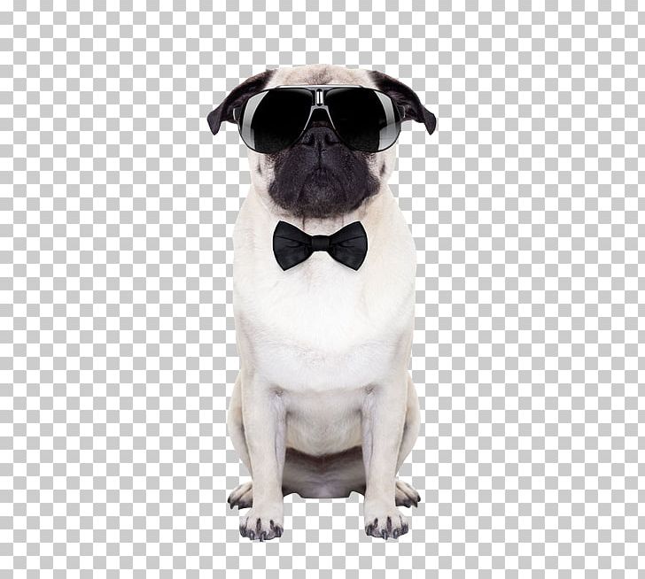 Puggle Sunglasses Stock Photography Puppy PNG, Clipart, Carnivoran, Companion Dog, Dog Breed, Dog Collar, Dog Like Mammal Free PNG Download