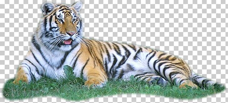 Tiger PNG, Clipart, Animal Figure, Animals, Bbcode, Big Cats, Carnivoran Free PNG Download