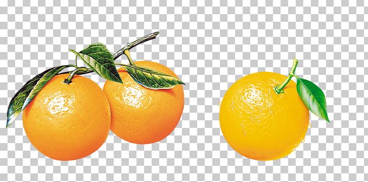 Orange Tangerine Citrus Xd7 Sinensis Frutti Di Bosco Fruit PNG, Clipart, Citrus, Food, Fruit, Frutti Di Bosco, Grapefruit Free PNG Download