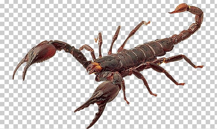 Scorpions PNG, Clipart, Scorpions Free PNG Download