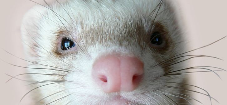 Ferret Puppy Cat Desktop Cuteness PNG, Clipart, Animal, Animals, Carnivoran, Cat, Closeup Free PNG Download
