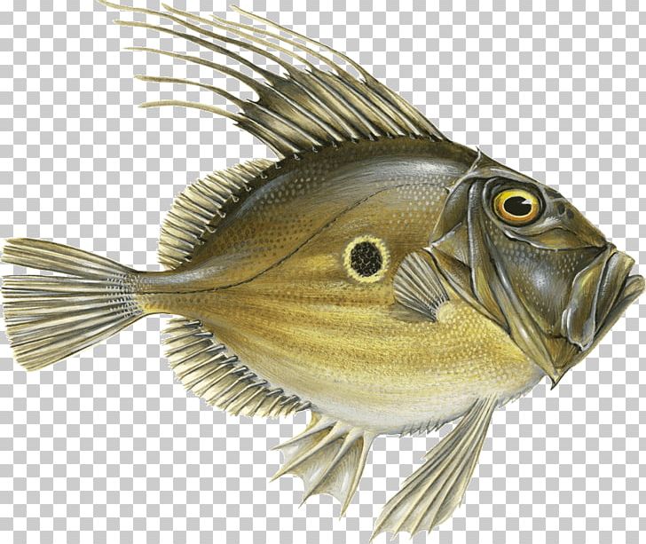 Fish John Dory Blue Tang Blue Grenadier Atlantic Bluefin Tuna PNG, Clipart, Animals, Atlantic Bluefin Tuna, Barramundi, Bass, Blue Grenadier Free PNG Download