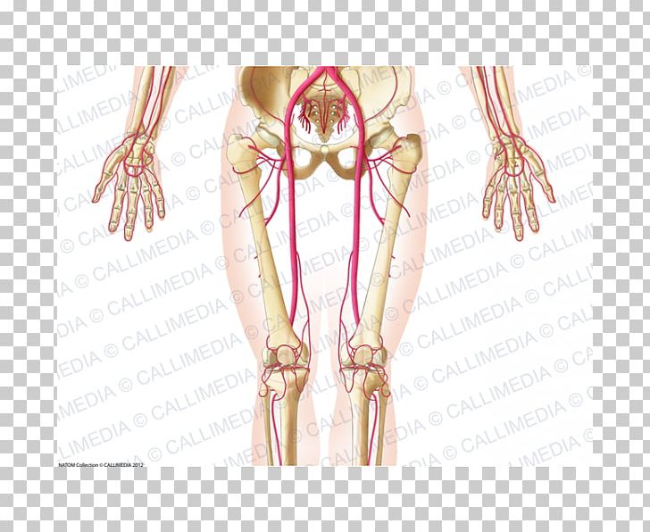 Pelvis Blood Vessel Abdomen Artery Human Anatomy PNG, Clipart, Abdomen, Anatomy, Angiology, Arm, Artery Free PNG Download