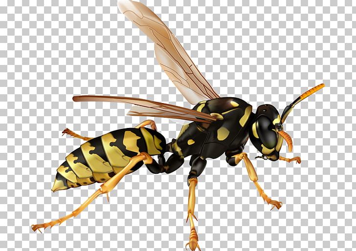 Hornet Bee Ant Wasp PNG, Clipart, Ant, Arthropod, Bee, Clip Art, Fly Free PNG Download