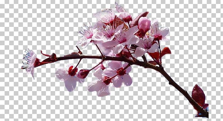 The Cherry Blossom Rarely Smiles Book Romanian Literature PNG, Clipart, Blossom, Book, Bookshop, Branch, Bud Free PNG Download