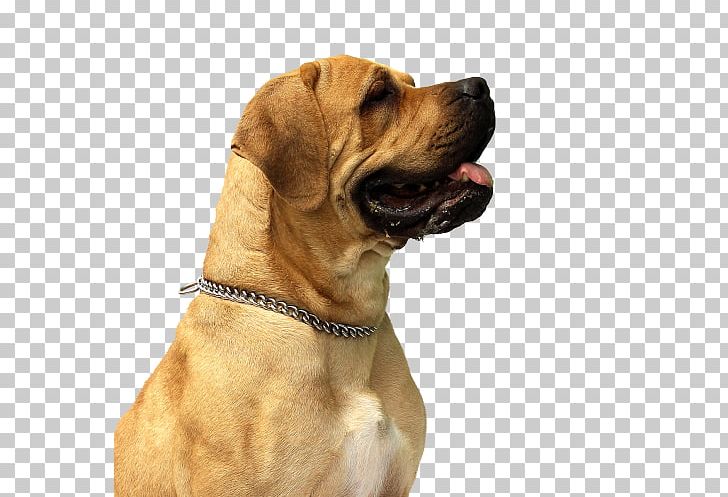 Boxer Dobermann Labrador Retriever PNG, Clipart, Animal, Animals, Bark, Black Mouth Cur, Boerboel Free PNG Download