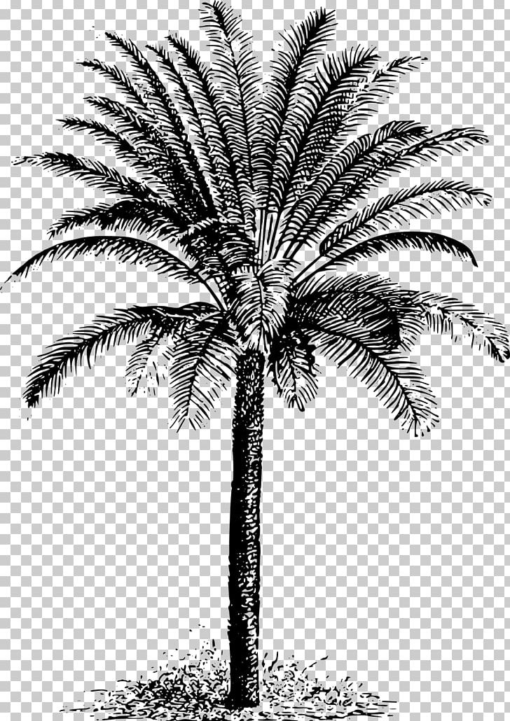 Arecaceae Cycad Evergreen Date Palm PNG, Clipart, Arecaceae, Arecales, Attalea Speciosa, Black And White, Borassus Flabellifer Free PNG Download