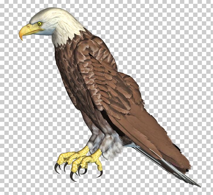 Eagle Bird Rendering PNG, Clipart, 3d Computer Graphics, Accipitriformes, Animals, Bald Eagle, Beak Free PNG Download