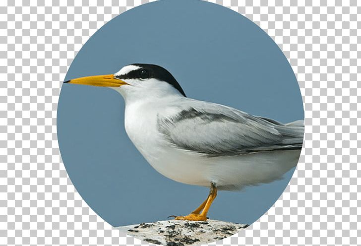 Gulls Seabird Least Tern Peruvian Tern PNG, Clipart, Animals, Barn Swallow, Beak, Bird, Bird Migration Free PNG Download