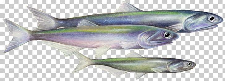 Sardine Fish Products Coho Salmon Mackerel Oily Fish PNG, Clipart, 09777, Biology, Bony Fish, Coho, Coho Salmon Free PNG Download