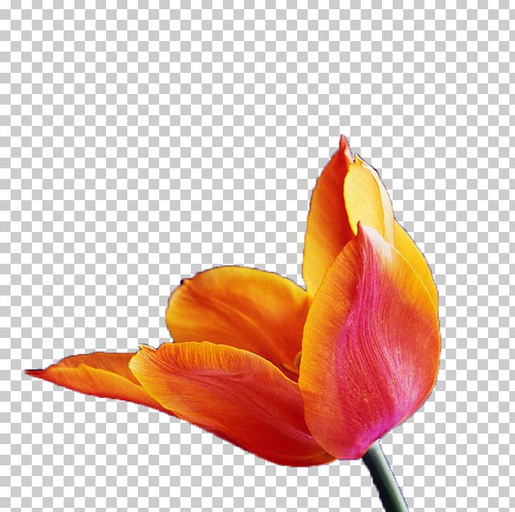 Tulip Orange PNG, Clipart, Citrus Xd7 Sinensis, Closeup, Color, Computer, Computer Wallpaper Free PNG Download
