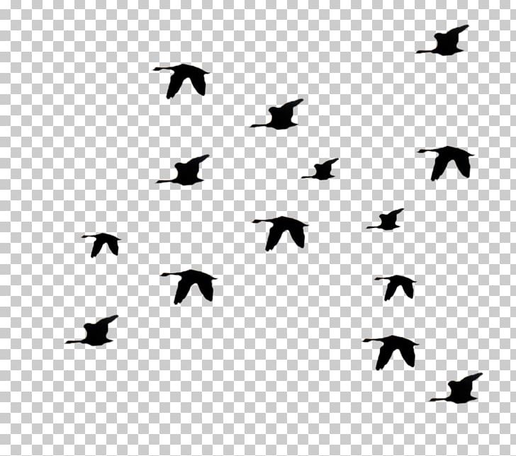Bird Flight Flock PNG, Clipart, Animal Migration, Animals, Art, Beak, Bird Free PNG Download