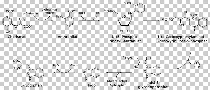 Tryptophan Shikimate Pathway Biosynthesis Chorismic Acid Chemical Synthesis PNG, Clipart, Amino Acid, Angle, Area, Auto Part, Biologia Free PNG Download