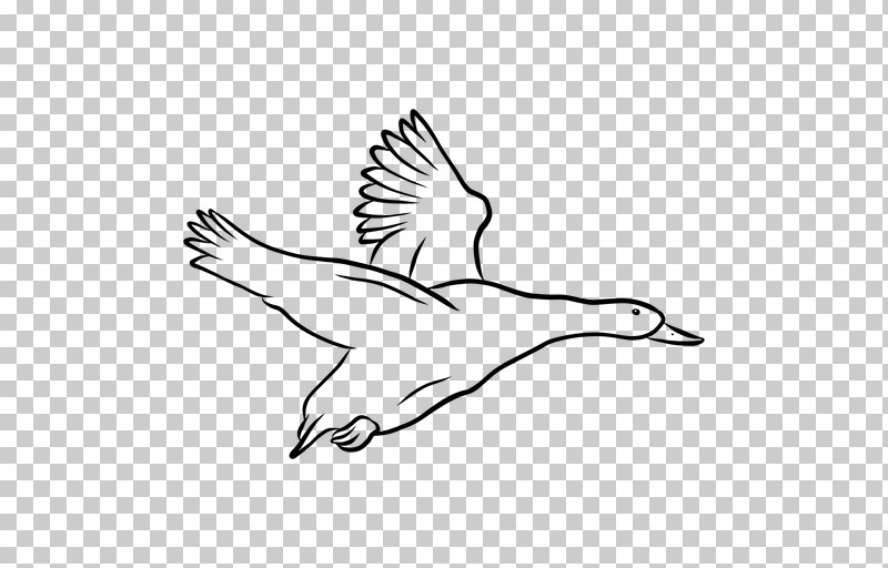 Feather PNG, Clipart, Beak, Bird, Coloring Book, Crane, Cranelike Bird Free PNG Download