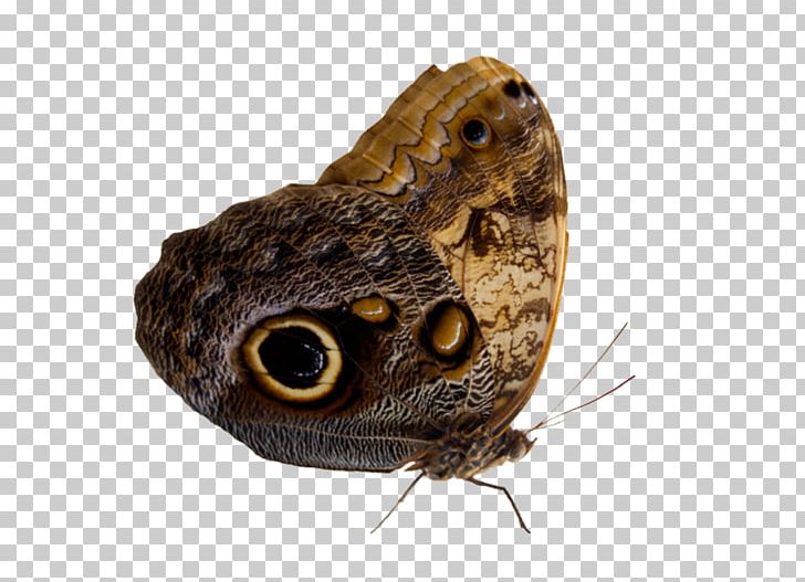 Butterfly Perth Moth Insect PNG, Clipart, Amphibian, Arthropod, Brush Footed Butterfly, Butterflies And Moths, Butterfly Free PNG Download