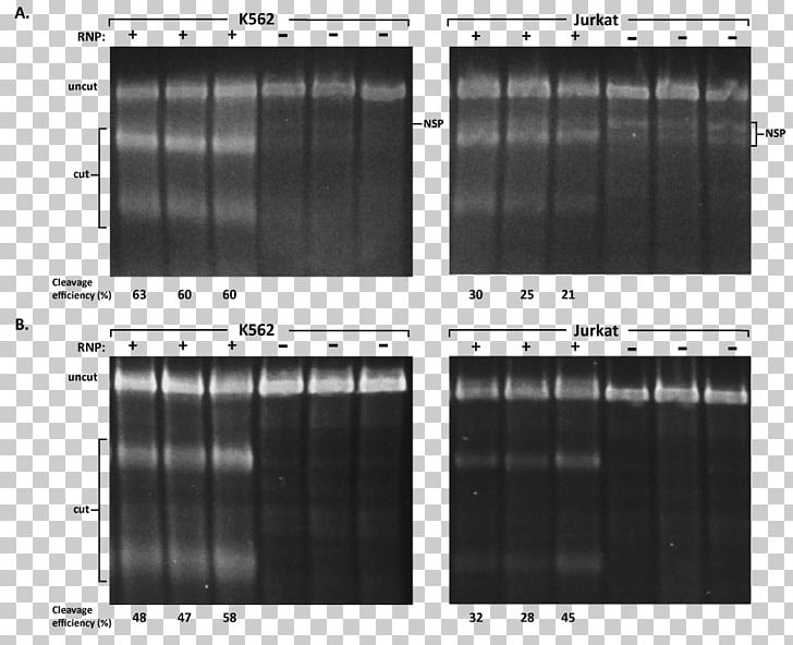 Cas9 Electroporation CRISPR Transfection Guide RNA PNG, Clipart, Angle, Automotive Tire, Black And White, Cas9, Cell Free PNG Download