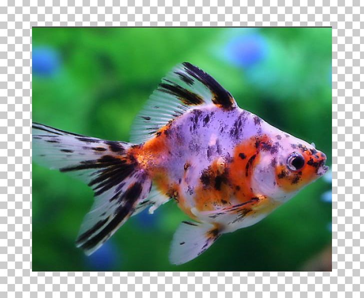 Common Goldfish Veiltail Comet Ryukin Oranda PNG, Clipart, Actinopterygii, Animals, Aquarium, Bony Fish, Breed Free PNG Download