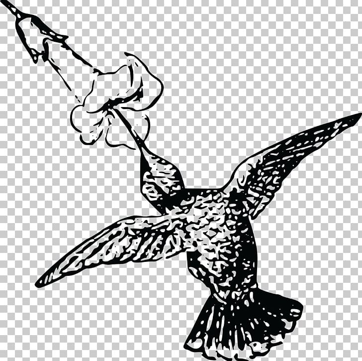 Hummingbird Drawing PNG, Clipart, Art, Artwork, Beak, Bird, Black And White Free PNG Download