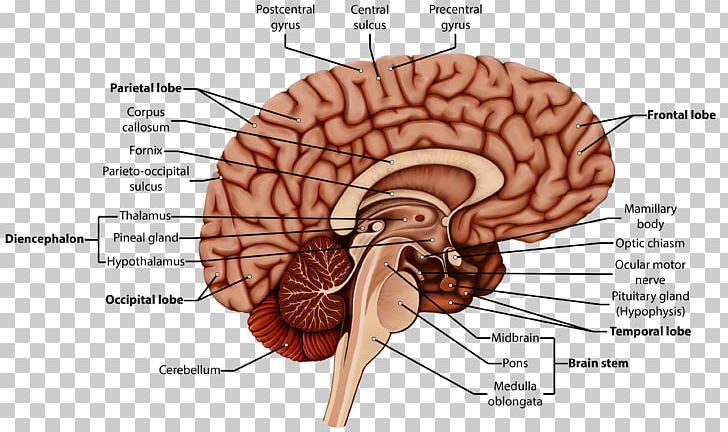 Organism Brain Human Behavior Homo Sapiens PNG, Clipart, Behavior, Brain, Homo Sapiens, Human Behavior, Human Body Free PNG Download